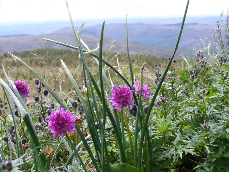 Image of Allium monadelphum specimen.