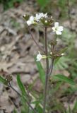 Arabidopsis arenosa