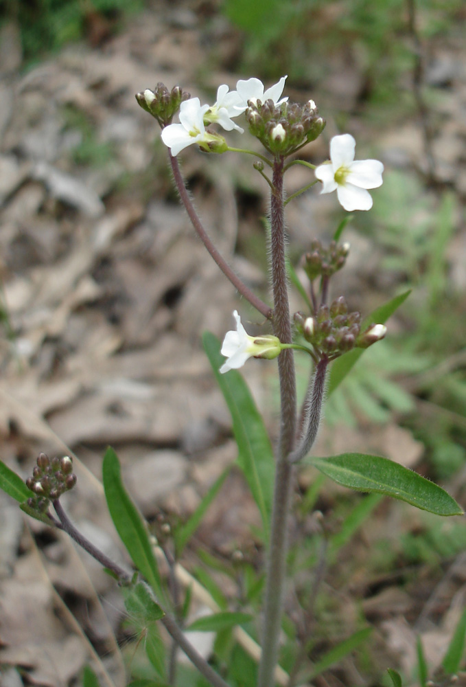 Изображение особи Arabidopsis arenosa.