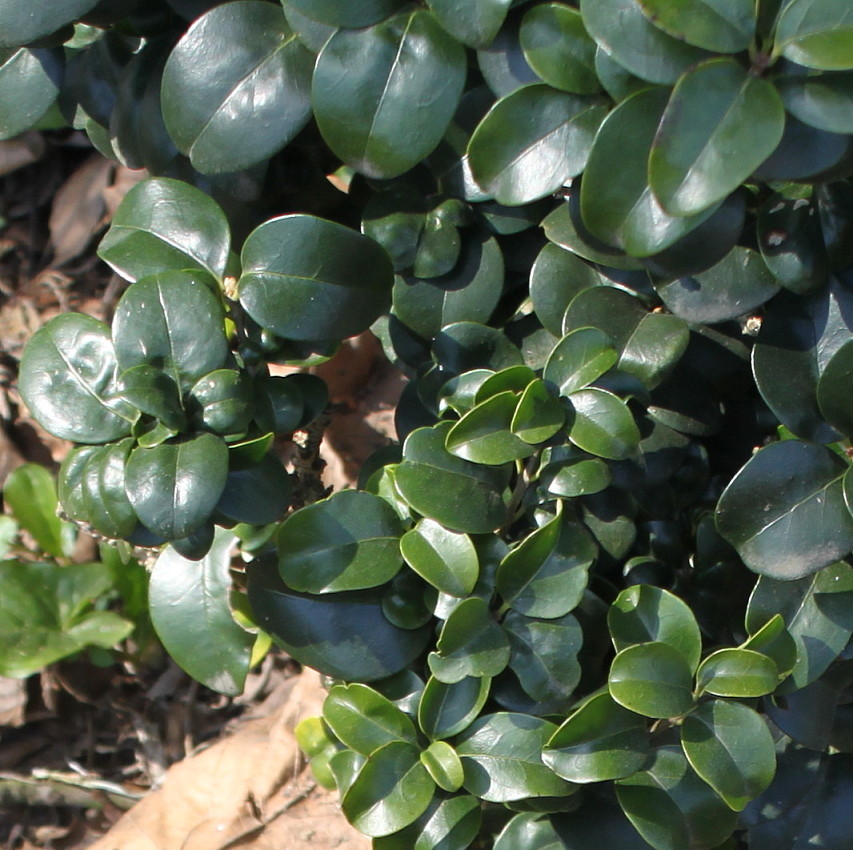 Изображение особи Ligustrum japonicum.