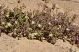 Mesembryanthemum nodiflorum