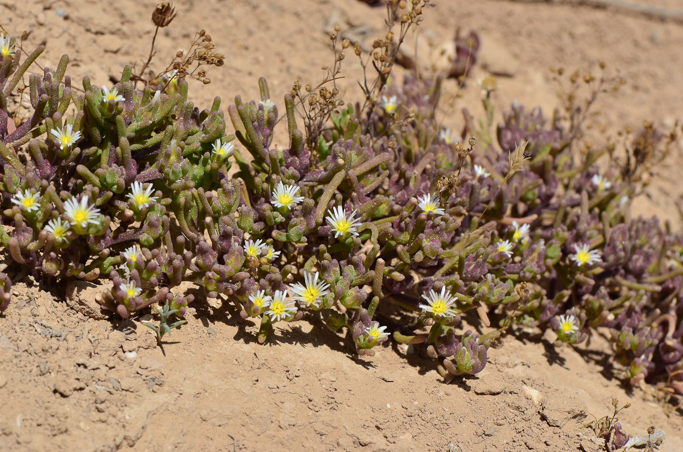 Image of Mesembryanthemum nodiflorum specimen.