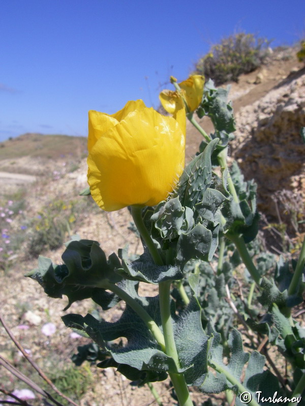 Image of Glaucium flavum specimen.