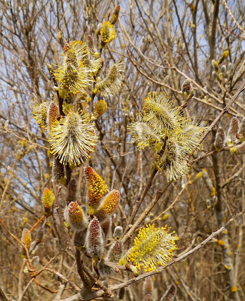 Image of Salix × puberula specimen.