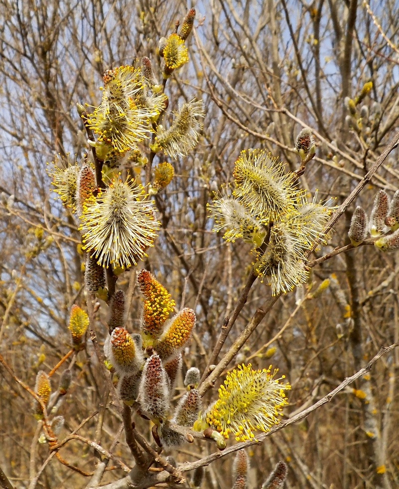 Изображение особи Salix &times; puberula.