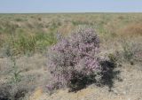 Astragalus ammodendron