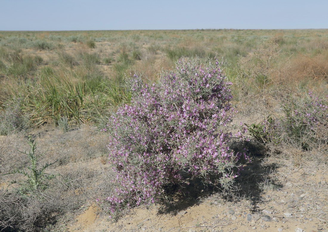 Изображение особи Astragalus ammodendron.