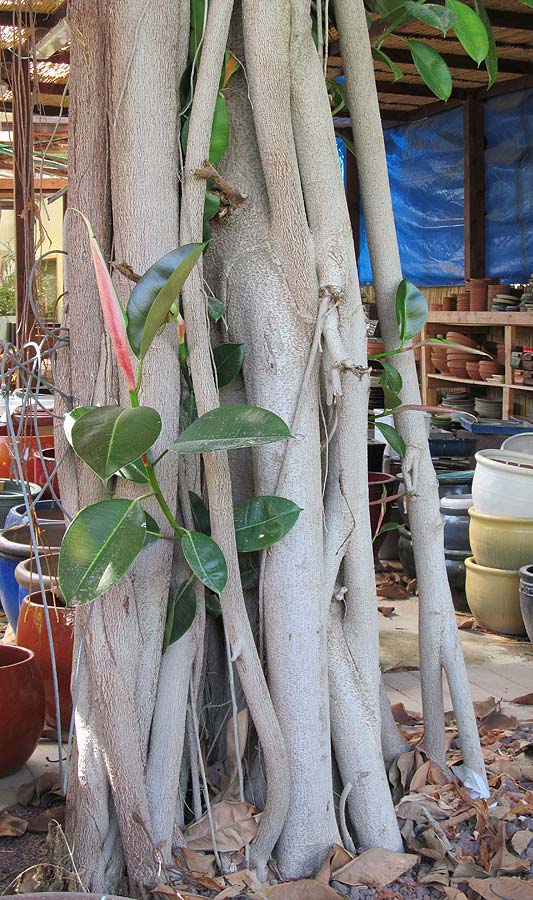 Изображение особи Ficus elastica.