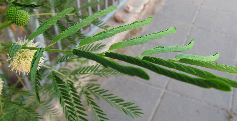 Image of Leucaena leucocephala specimen.