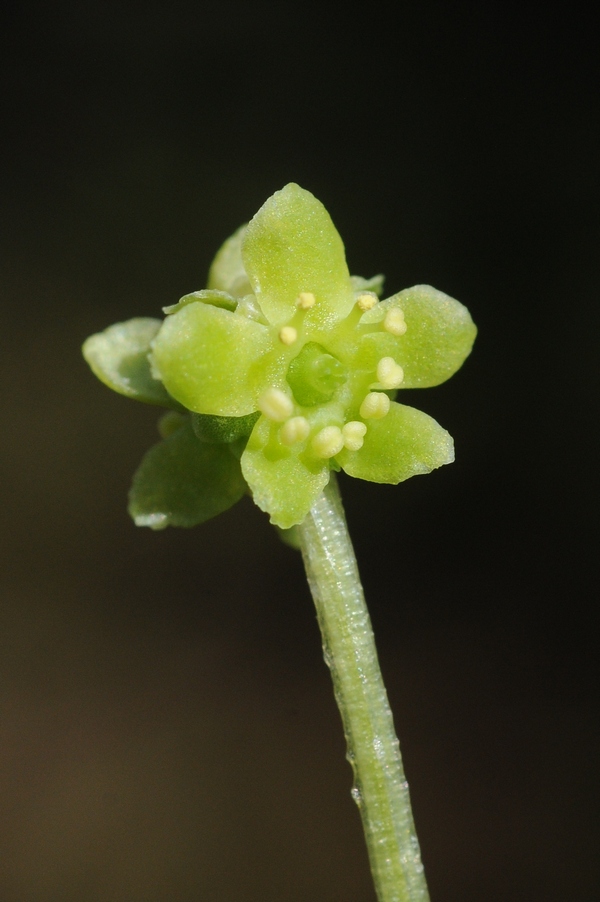 Image of Adoxa moschatellina specimen.