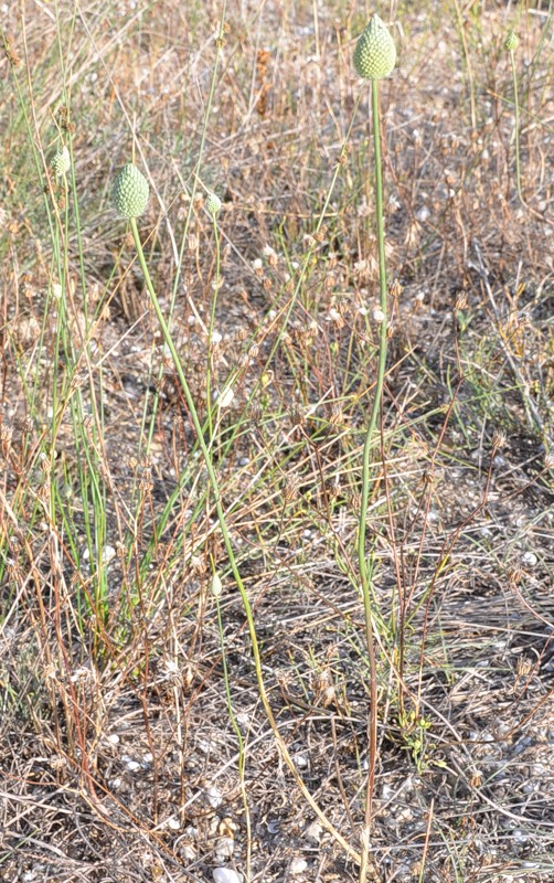 Изображение особи Allium guttatum ssp. sardoum.