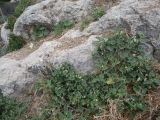 Ecballium elaterium