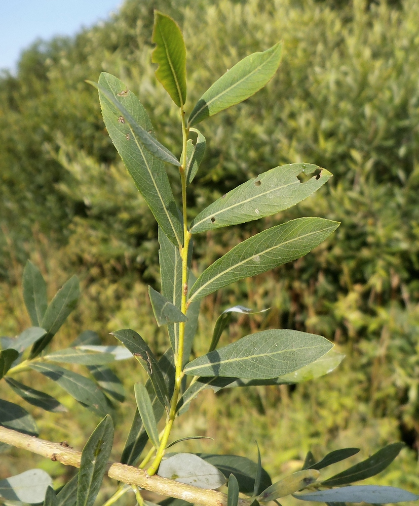 Image of Salix vinogradovii specimen.