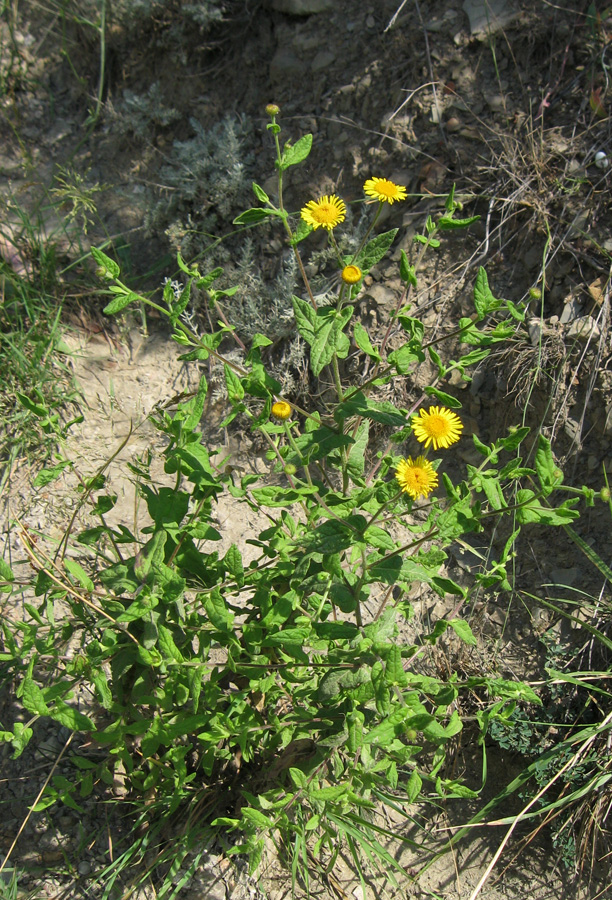 Image of Pulicaria dysenterica specimen.