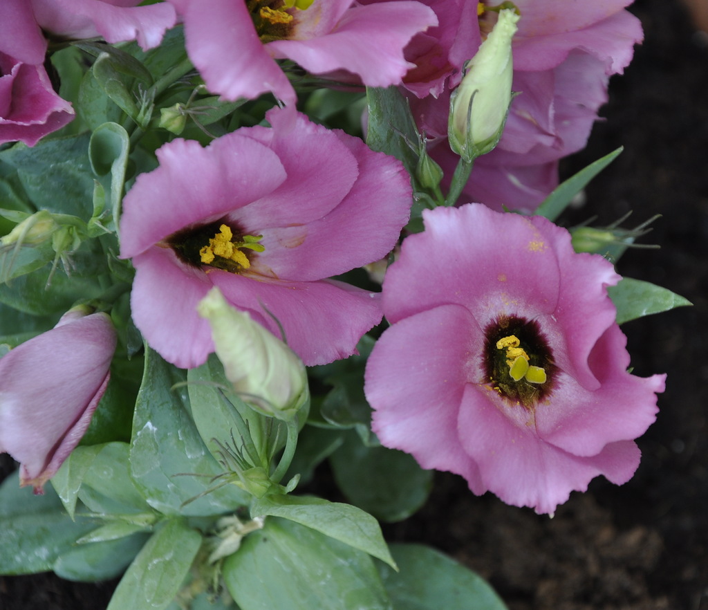 Image of Eustoma grandiflorum specimen.