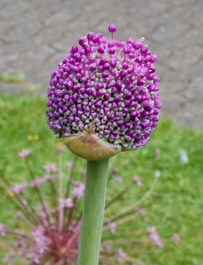 Изображение особи Allium giganteum.