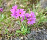Primula cuneifolia. Цветущее растение. Камчатский край, вулкан Мутновский. 27.07.2013.