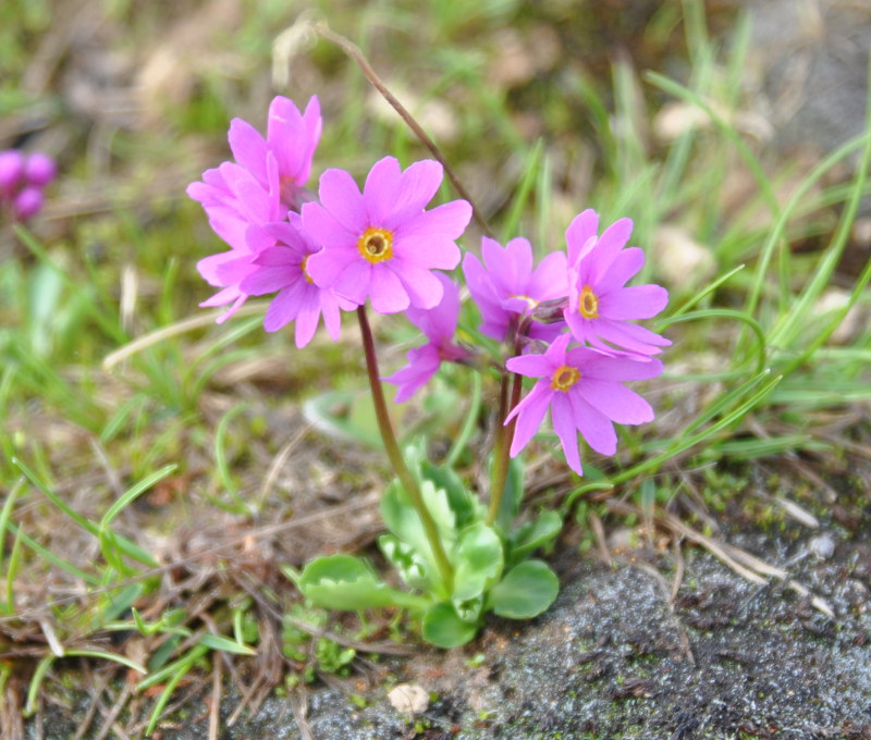 Image of Primula cuneifolia specimen.