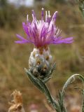 Centaurea sarandinakiae. Соцветие. Краснодарский край, г. Новороссийск, ур. Широкая Балка, прибрежная гора, можжевеловое редколесье. 25.08.2013.