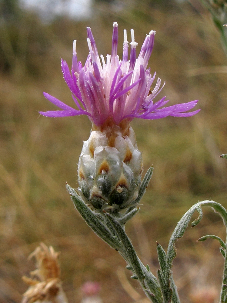 Image of Centaurea sarandinakiae specimen.