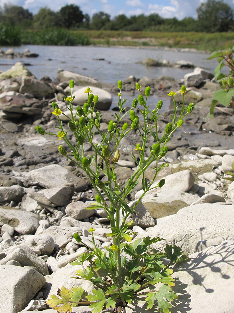 Изображение особи Ranunculus sceleratus.