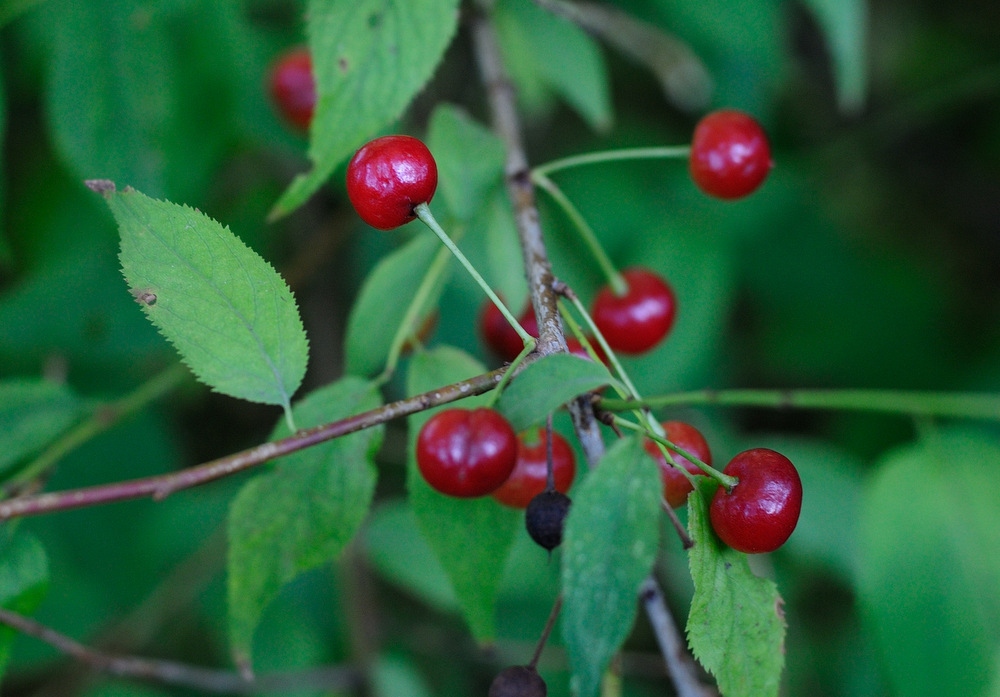 Изображение особи Cerasus pensylvanica.