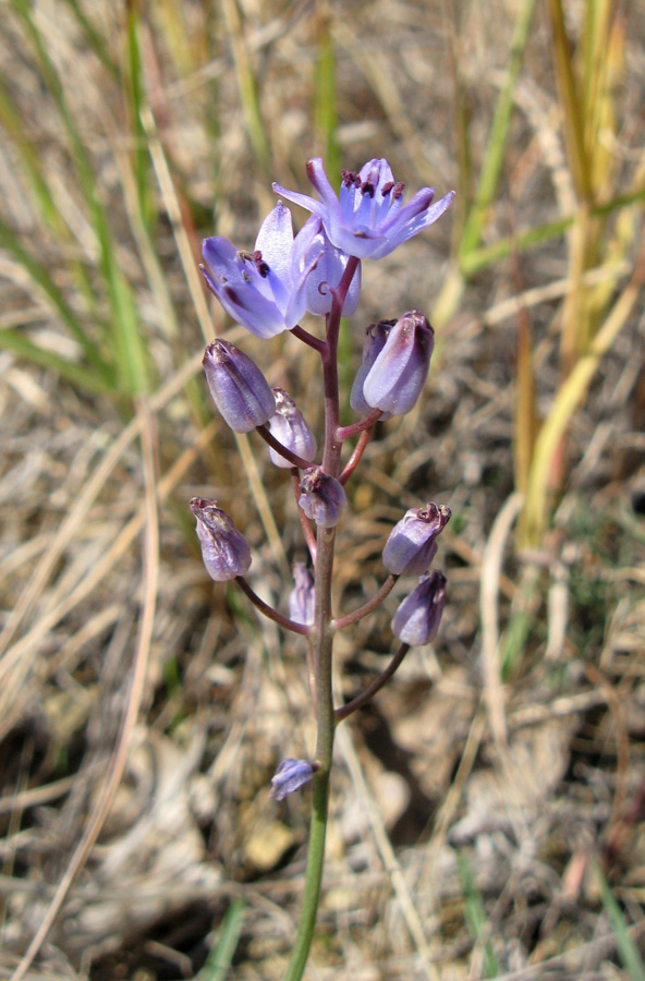 Image of Prospero autumnale specimen.