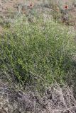 Acanthophyllum borsczowii. Вегетирующее растение. Южный Казахстан, восточная граница пустыни Кызылкум. 07.05.2013.