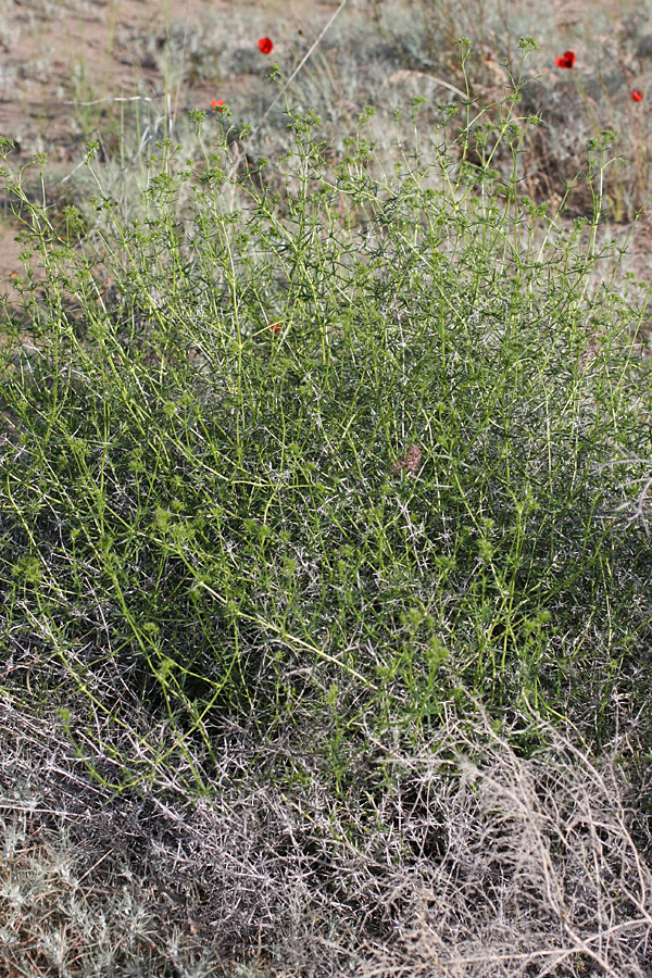 Image of Acanthophyllum borsczowii specimen.