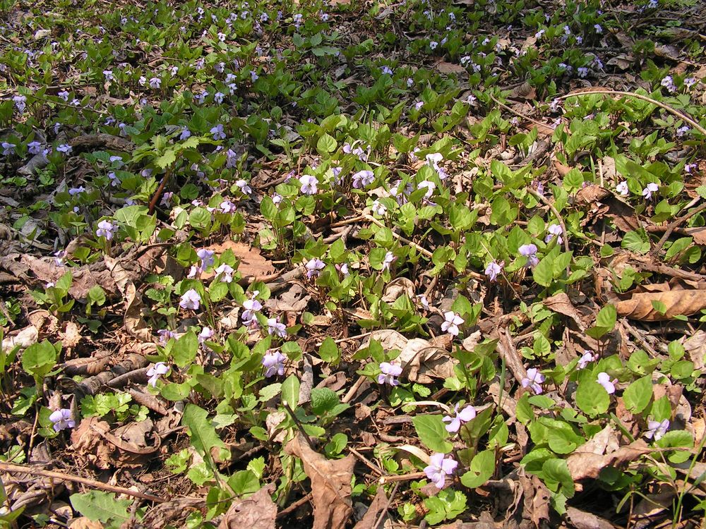 Image of genus Viola specimen.