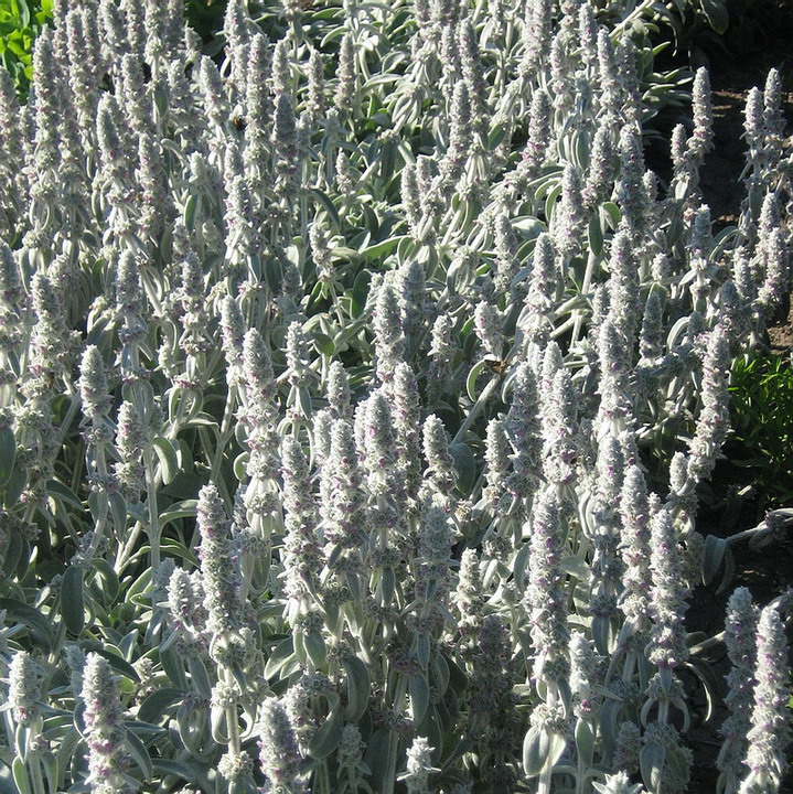 Изображение особи Stachys byzantina.