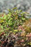 Lonicera × subarctica. Плодоносящее растение. Кольский п-ов, Кандалакшский берег Белого моря, каменистая коса. 07.08.2013.