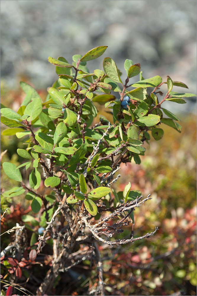 Image of Lonicera &times; subarctica specimen.