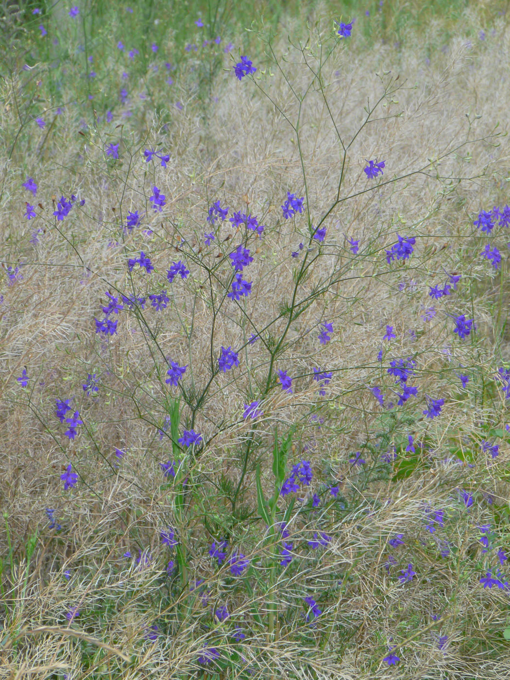 Image of Delphinium consolida specimen.