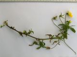 Viola matutina