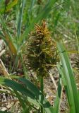 Carex macrocephala. Верхушка побега с соплодием. Камчатский край, Петропавловска-Камчатского городской округ, берег Авачинского залива, бухта Завойко. 05.07.2013.