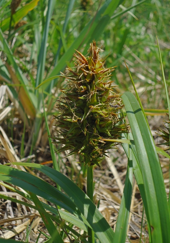 Изображение особи Carex macrocephala.