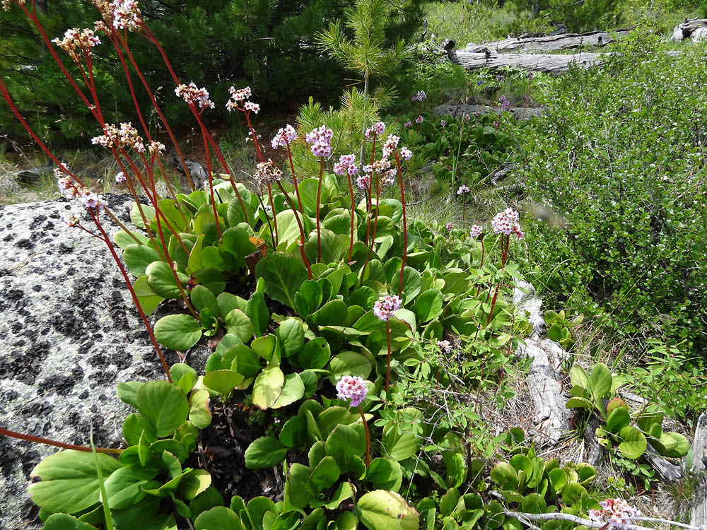 Изображение особи Bergenia crassifolia.