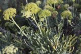 Crithmum maritimum