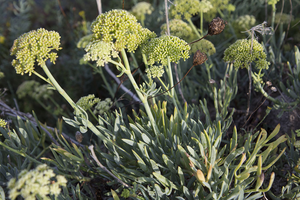 Изображение особи Crithmum maritimum.