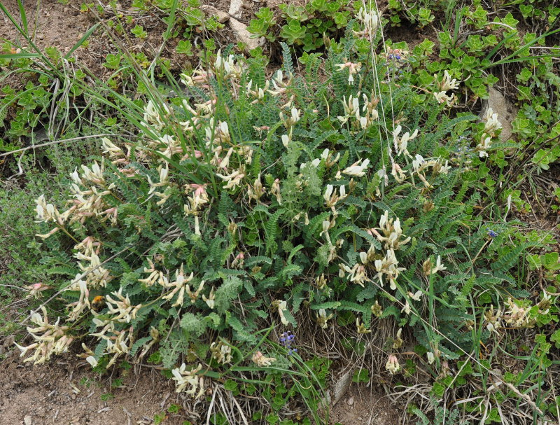 Image of Astragalus polygala specimen.