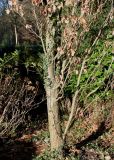 Quercus robur форма fastigiata. Нижняя часть покоящегося растения ('Fastigiata'). Германия, г. Bad Lippspringe, Kaiser-Karls Park. 02.02.2014.