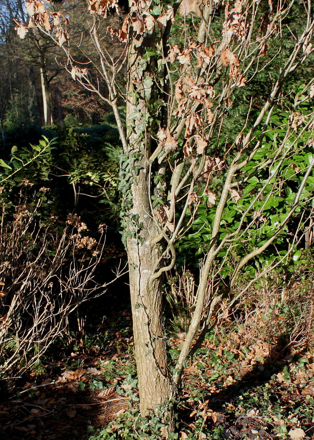 Image of Quercus robur f. fastigiata specimen.