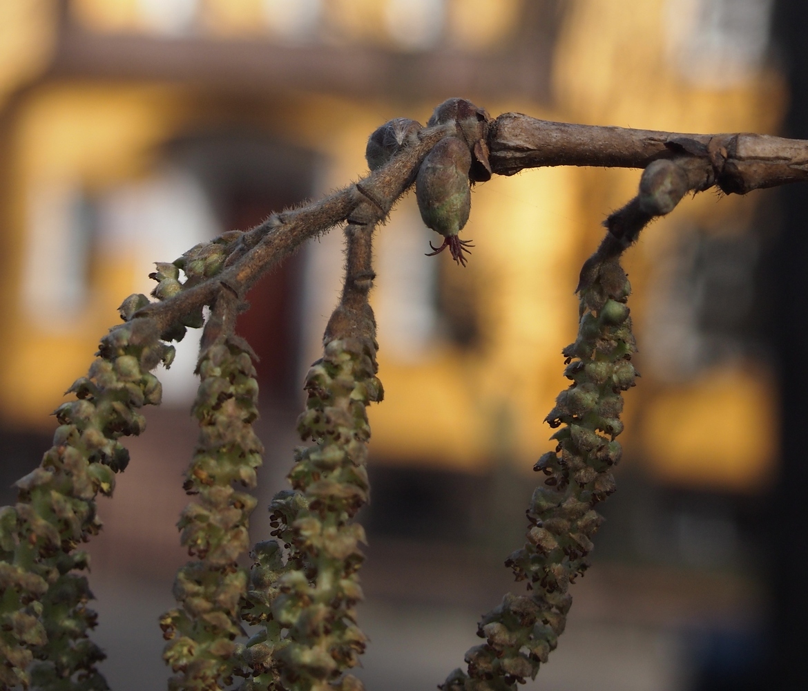 Image of Corylus colurna specimen.