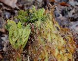 Gunnera tinctoria. Верхушка развивающегося побега. Германия, г. Дюссельдорф, Ботанический сад университета. 02.03.2014.