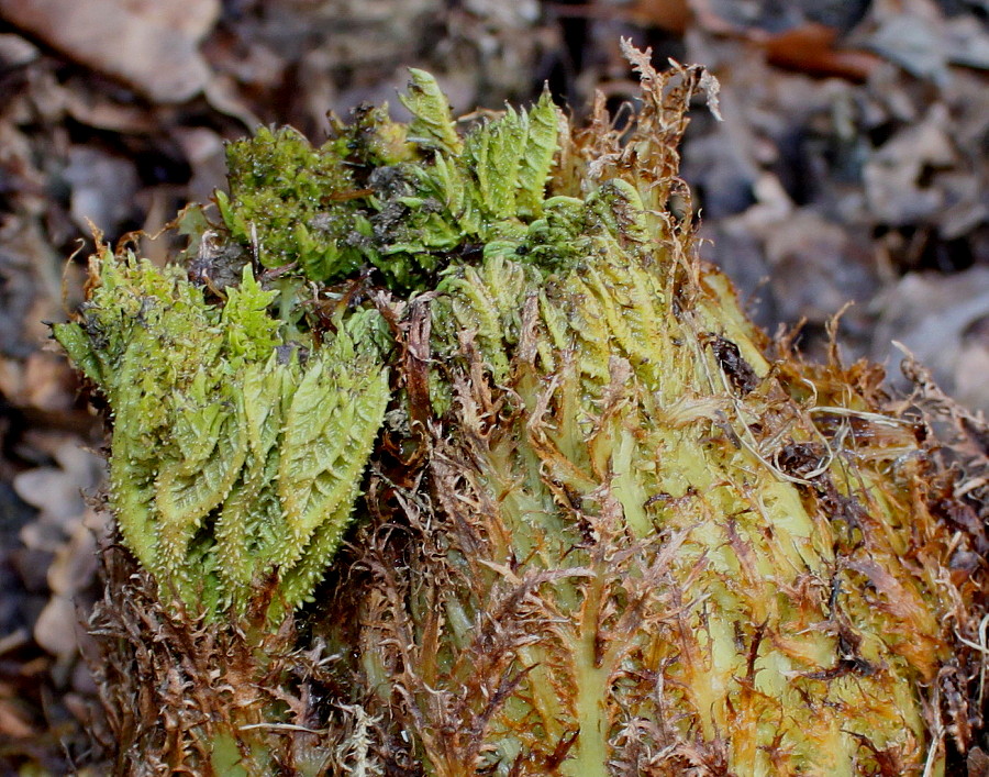 Изображение особи Gunnera tinctoria.