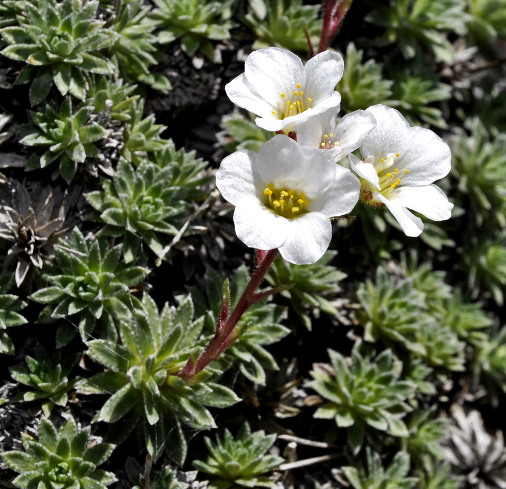 Изображение особи Saxifraga scardica.