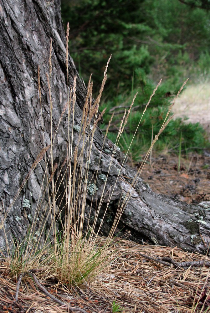 Image of Festuca ovina specimen.