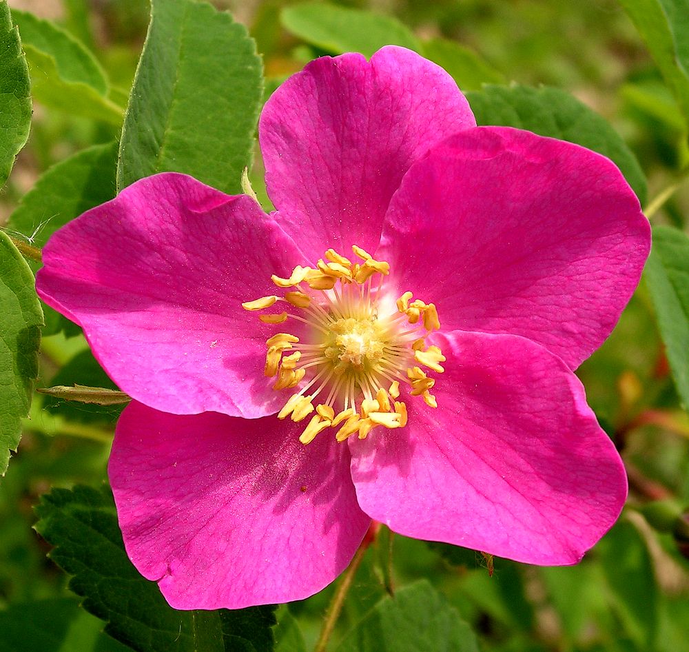 Image of Rosa acicularis specimen.