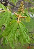 Aesculus hippocastanum